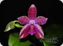 Phal. Sulabell